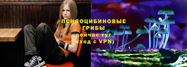ПСИЛОЦИБИНОВЫЕ ГРИБЫ Горно-Алтайск